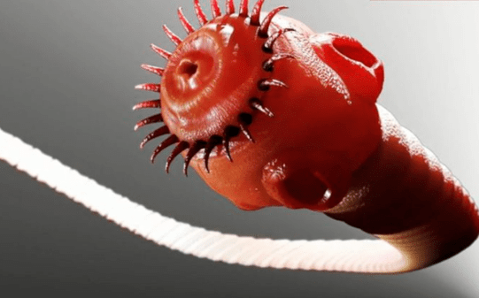 a worm parasite of the human body