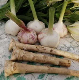 Horseradish and garlic against the lamblia