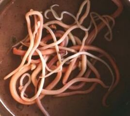 Intestinal parasites