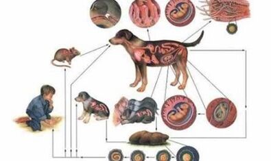 Causes and ways of worm infection