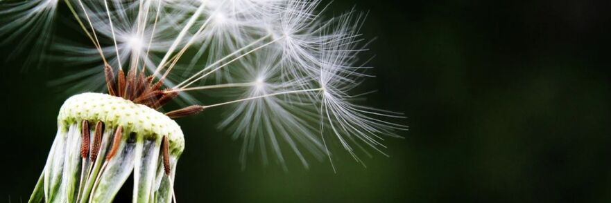 dandelion against worms