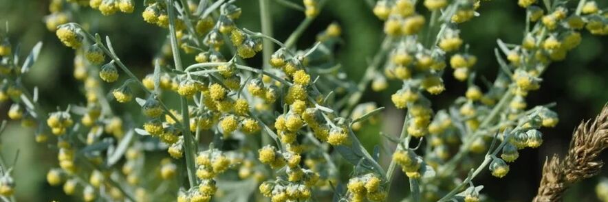 wormwood against worms