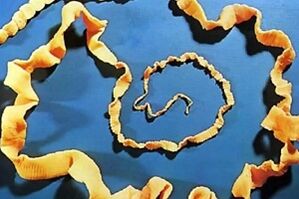 beef tapeworm from humans