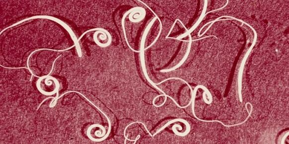 picture of human parasites