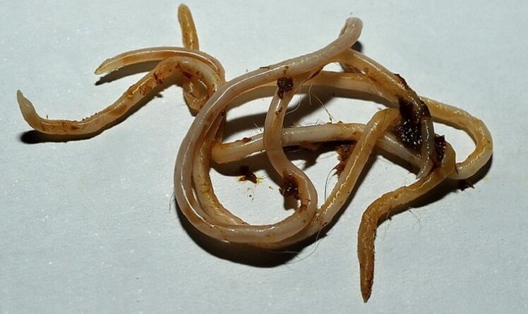 taxi from the human body